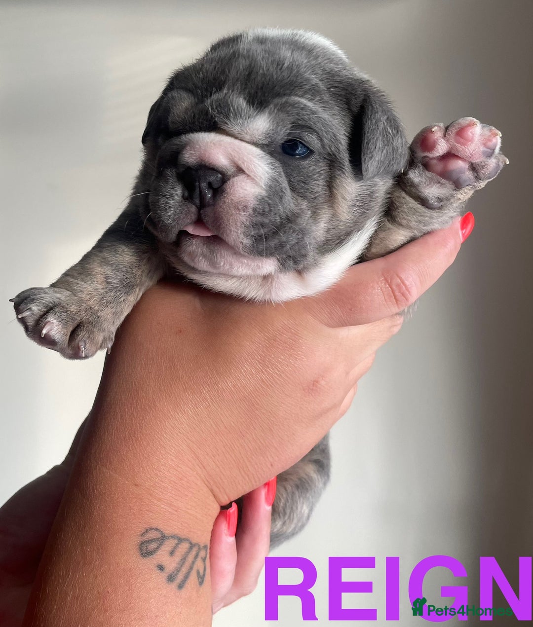 English Bulldog dogs for stud: *RUBBLE* NEBBR beautiful boy - Image 7