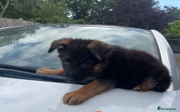 German Shepherd dogs for sale: German Shepherd pups KCRegistered/hip&elbow scored - Image 1