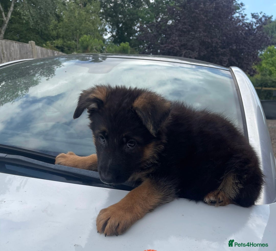 German Shepherd dogs for sale: German Shepherd pups KCRegistered/hip&elbow scored - Image 1