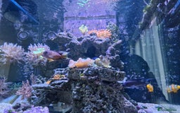 Other/Mixed Breed fish for sale: Salt water aquarium + quarantine tank - Image 7