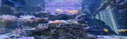 Other/Mixed Breed fish for sale: Salt water aquarium + quarantine tank - Advert 7