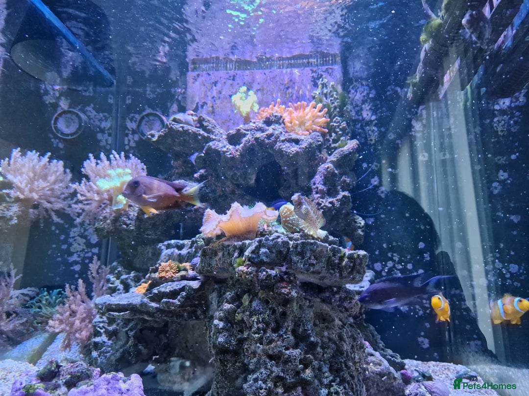 Other/Mixed Breed fish for sale: Salt water aquarium + quarantine tank - Image 7
