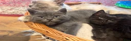 Birman cats for sale: Gorgeous Birman MixKittens Beautiful Personalities - Advert 8