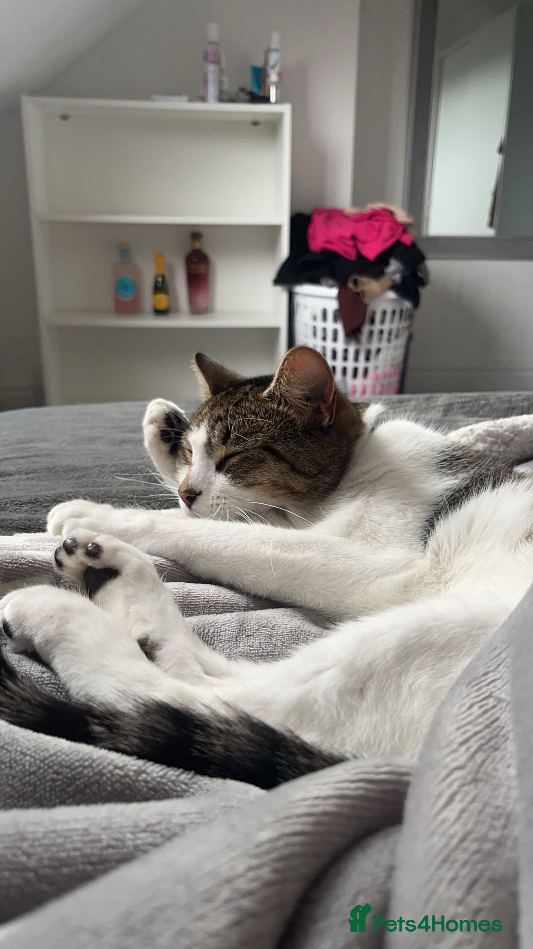 Mixed Breed cats for sale: Ziggy - Advert 1