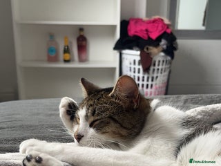 Mixed Breed cats Ziggy - Advert 6