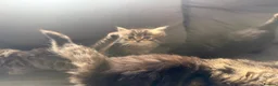 Ragcoon cats for sale: 8 RAGDOL X MAINCOON KITTENS🐱 - Advert 5