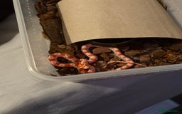 Corn Snake reptiles for sale: 18 beautiful amel Cornsnakes  - Image 2