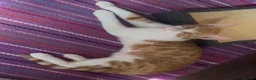 Domestic Shorthair cats for adoption: 1 ginger & white rescue kitten waiting for homes in Hook - Advert 4