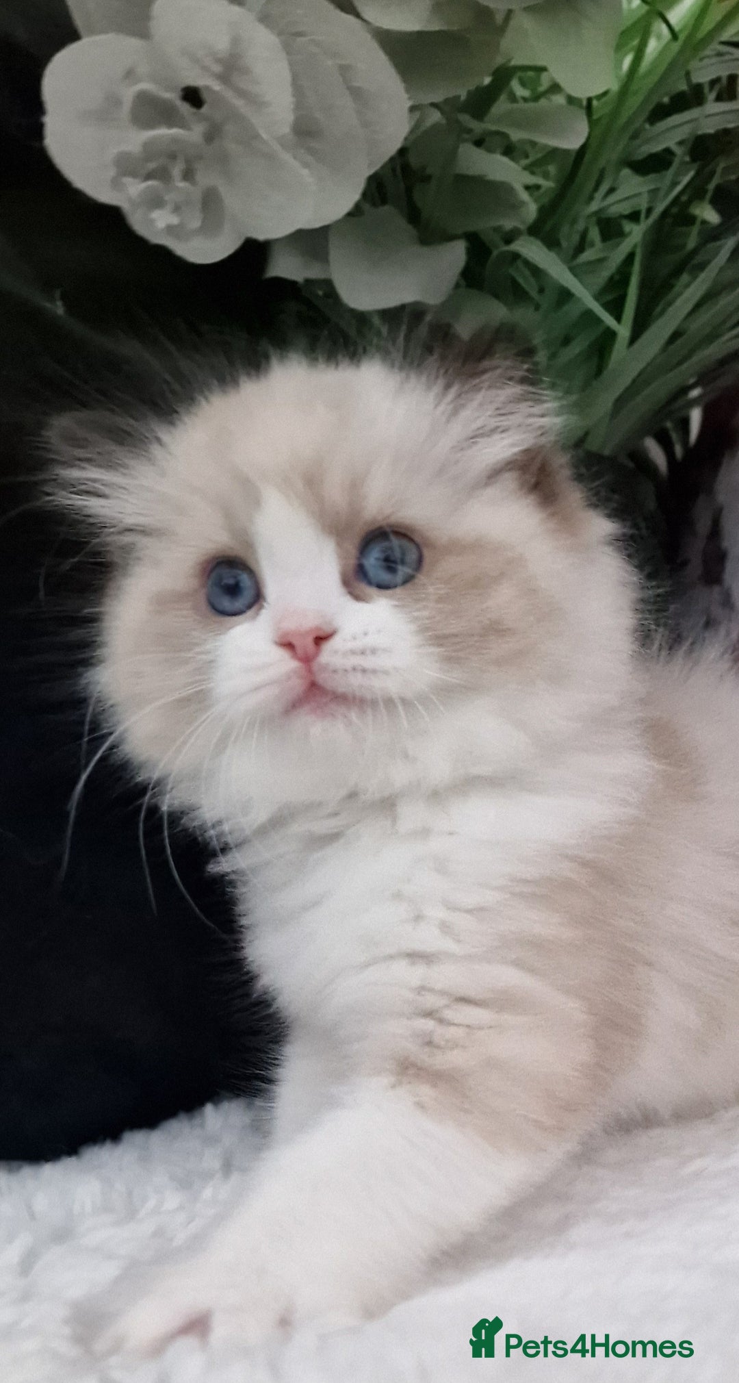 Ragdoll cats for sale: 🩷✨️NEW WAITING LIST Exclusive cute Kittens✨️🩷🏆 - Advert 39