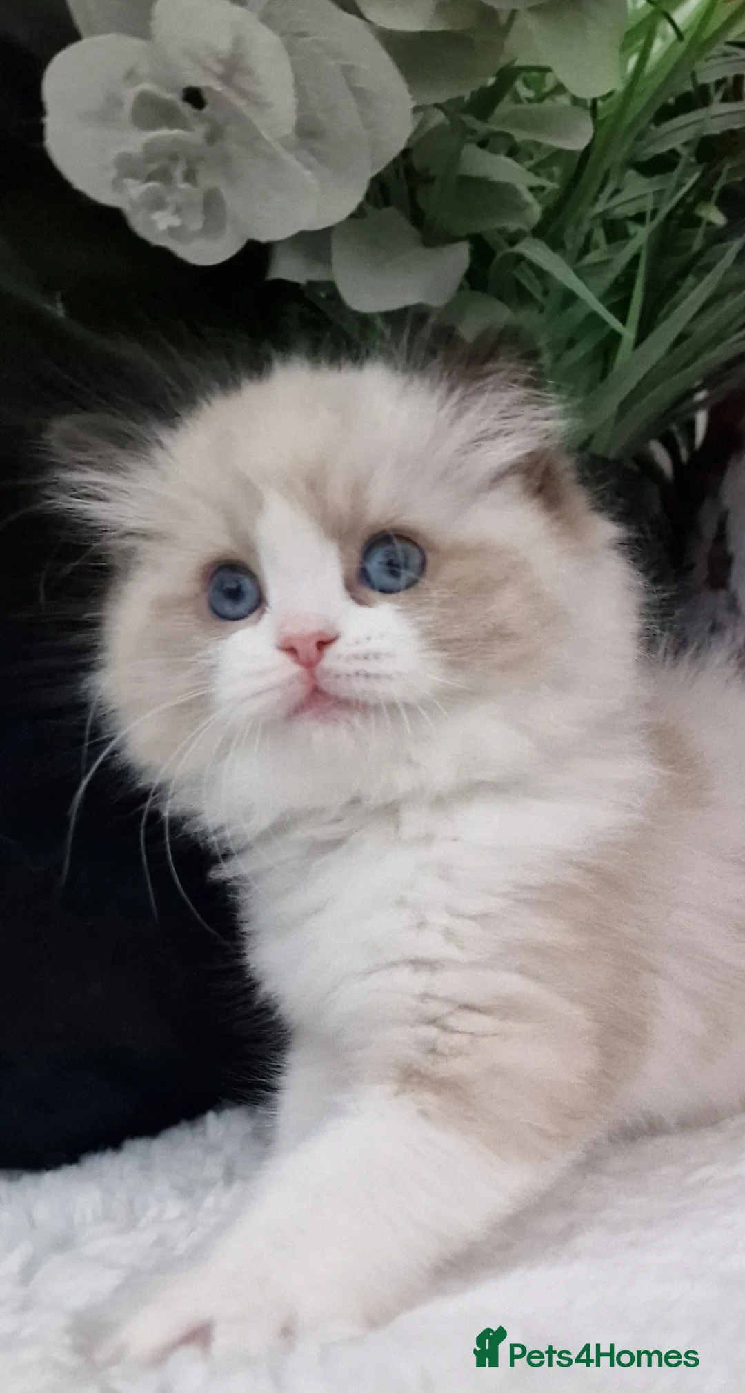 Ragdoll cats for sale: 🎀✨️Exclusive top quality kittens🎀 from🏆lines✨️ - Advert 38