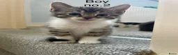 Mixed Breed cats for sale: Beautiful kittens 2 boys 3 girls available  in Wakefield - Advert 5