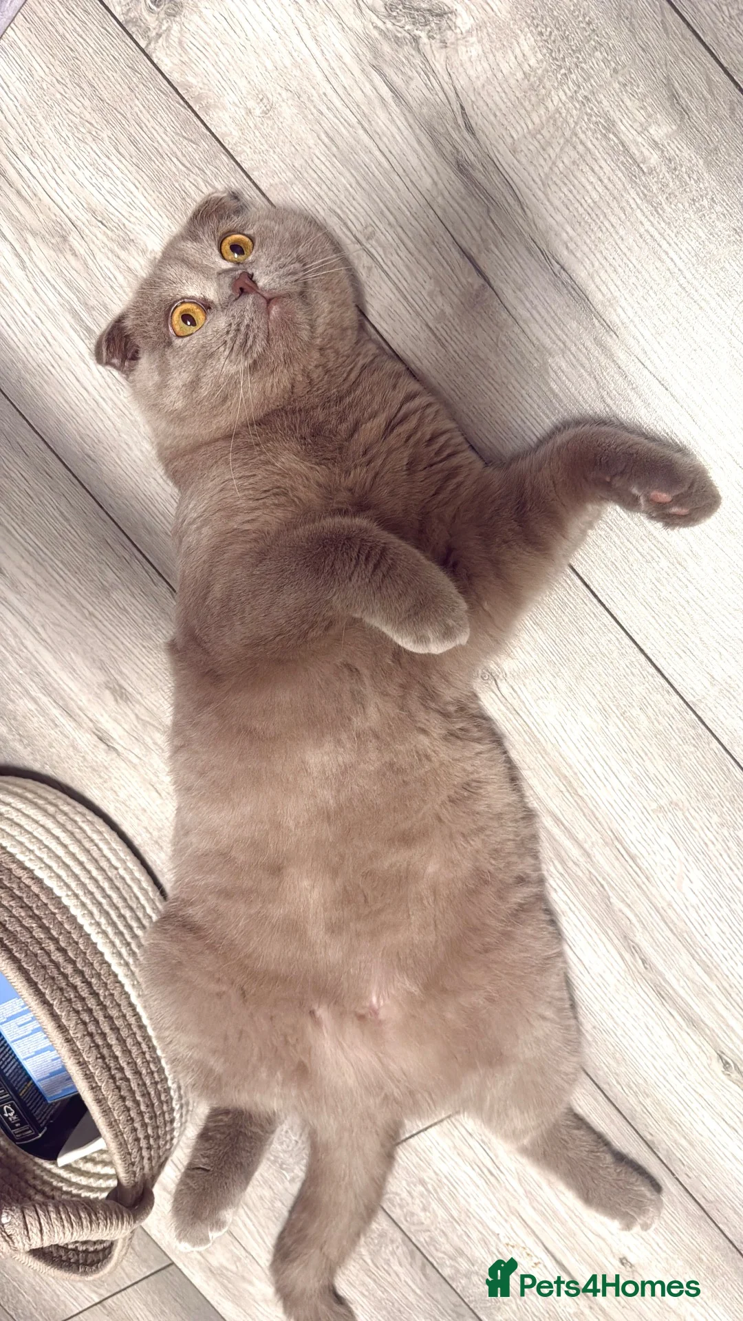 Scottish Fold cats for sale: Beautiful Scottish Lilac Fold 🐾 - Advert 2