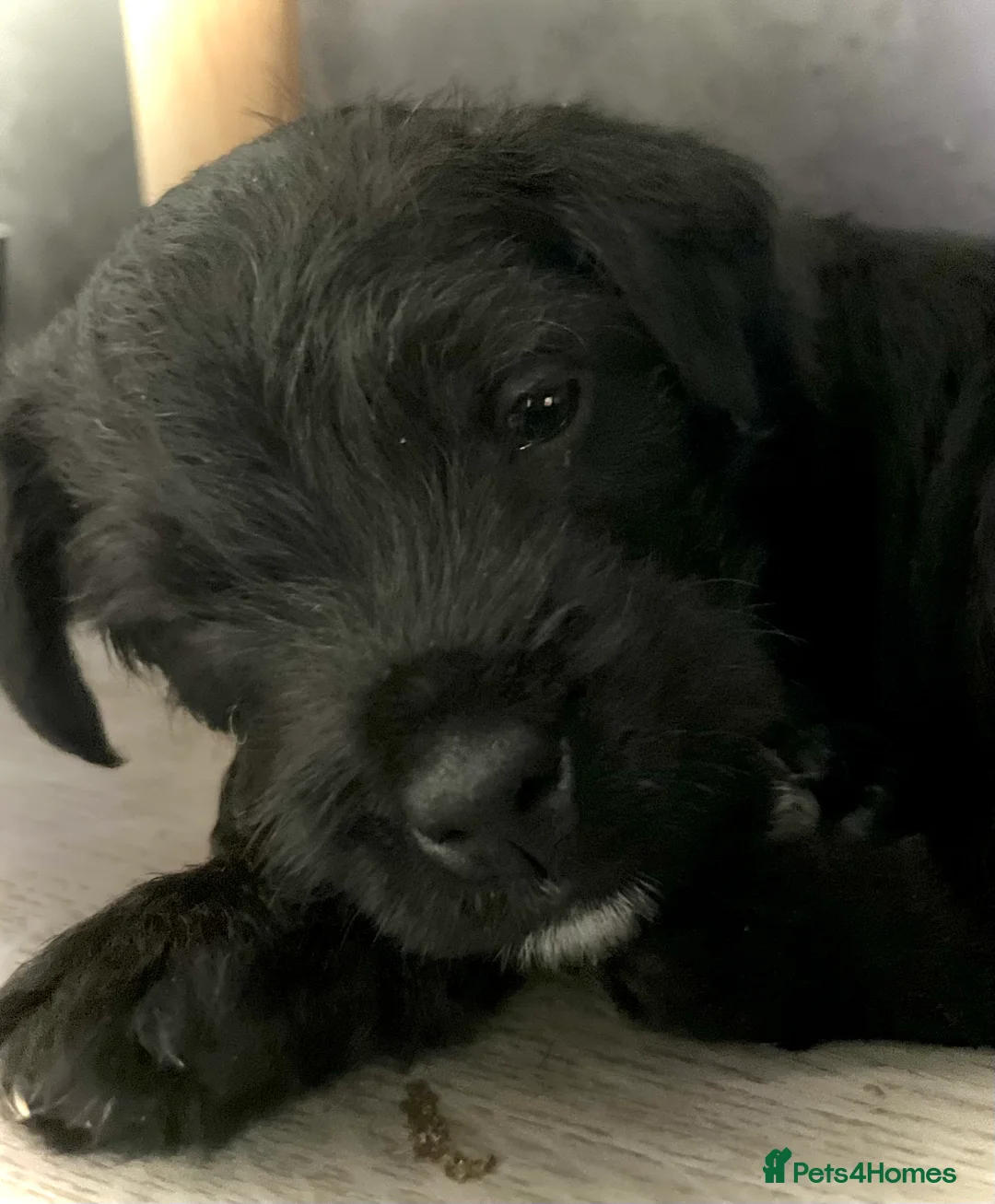 Patterdale Terrier dogs for sale: Patterdale/jack puppies **NEW YEAR NEW ADDITION♥️* - Advert 2