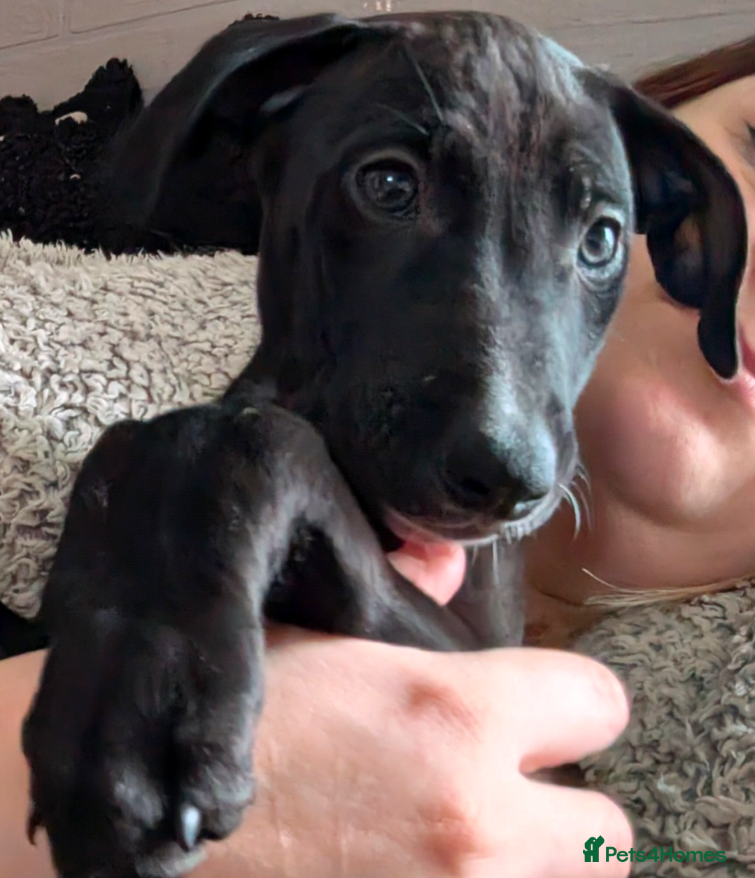 Mixed Breed dogs 1x Boy Saluki Whippet 💕 -REDUCED 10WKS - Advert 4