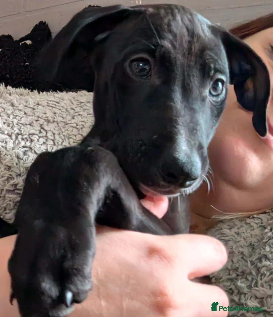 Mixed Breed dogs for sale: 1x Boy Saluki Whippet 💕 -REDUCED 10WKS - Advert 1