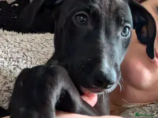 Mixed Breed dogs 1x Boy Saluki Whippet 💕 -REDUCED 10WKS - Advert 6