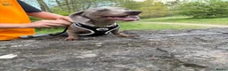 Miniature Dachshund dogs for sale: Silver miniature dachshund  in Burntwood - Advert 4