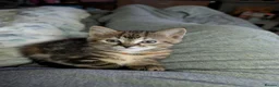 Mixed Breed cats for sale: Bengal x Maine coon  - Advert 4