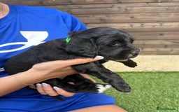 Cocker Spaniel dogs for sale: 3 Beautiful cocker spaniel puppies 2 boys 1 girl - Image 18
