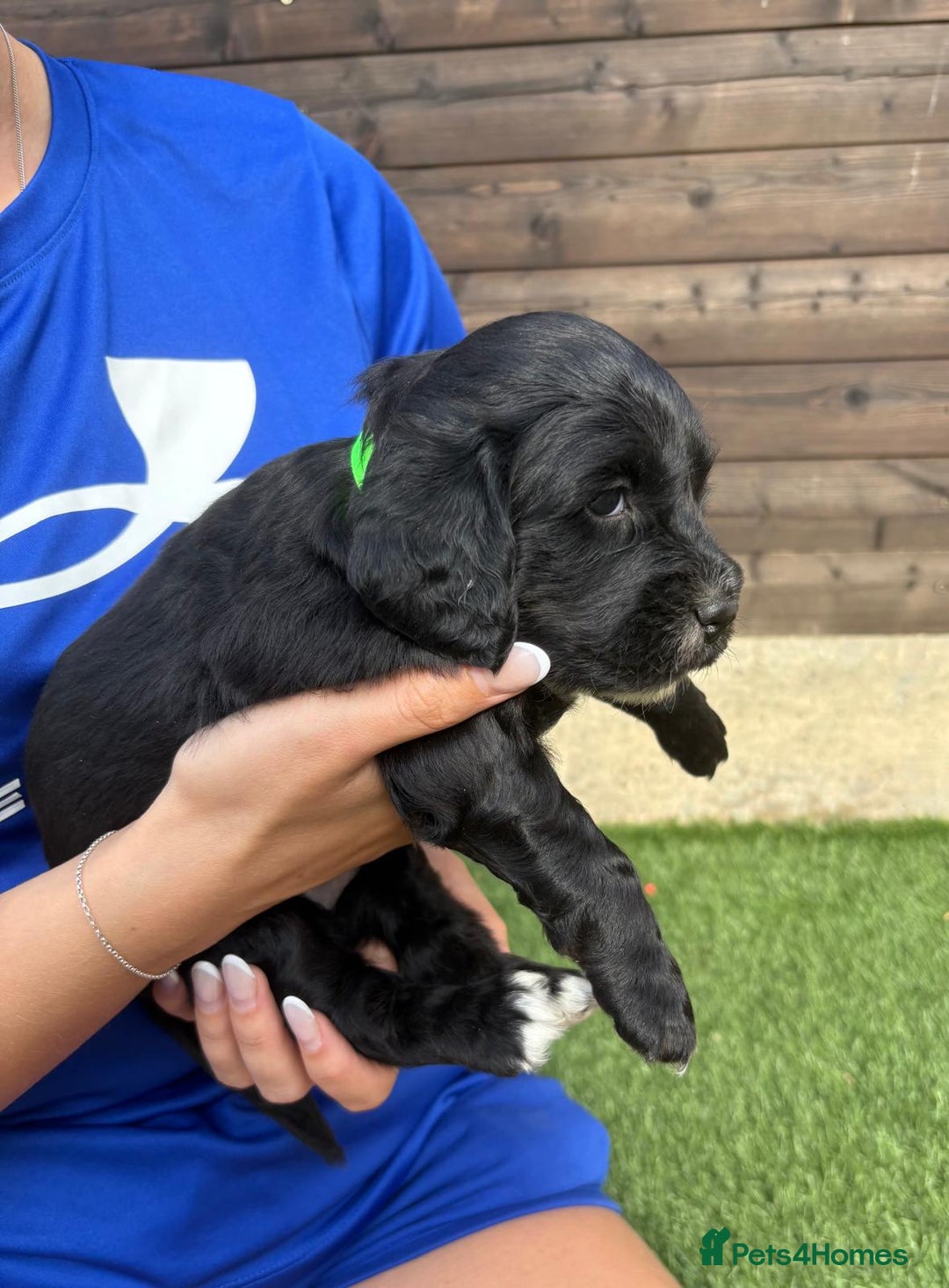 Cocker Spaniel dogs for sale: 3 Beautiful cocker spaniel puppies 2 boys 1 girl - Image 18