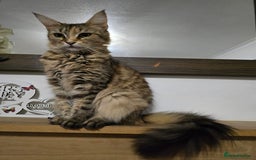 Maine Coon cats for sale: One girl left 💙  - Image 8