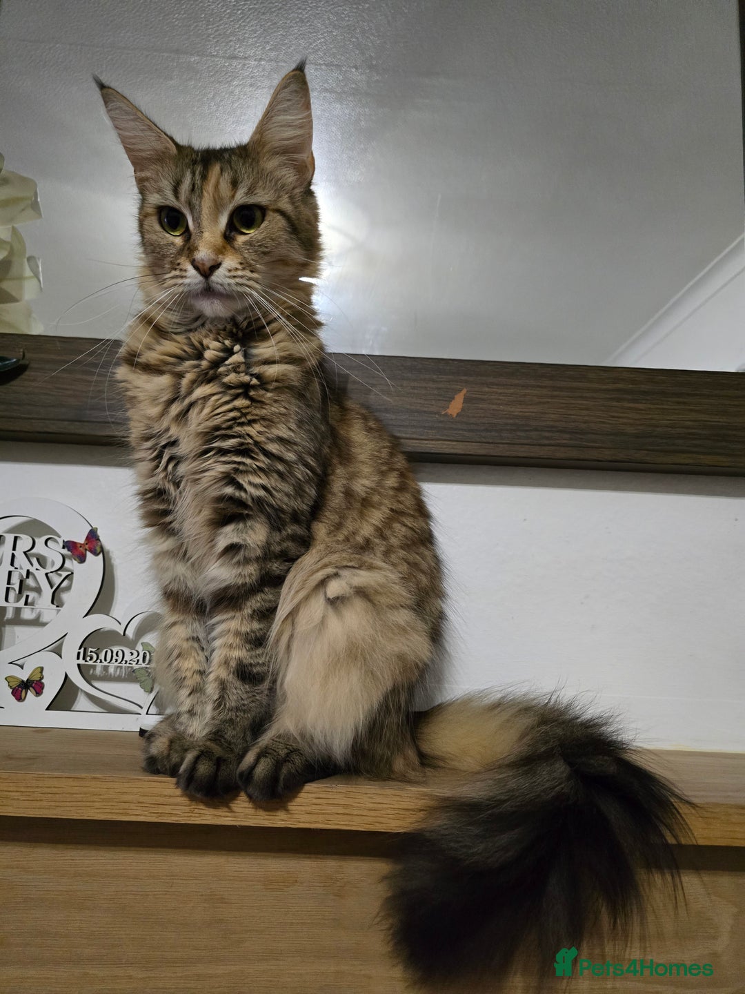 Maine Coon cats for sale: One girl left 💙  - Image 8