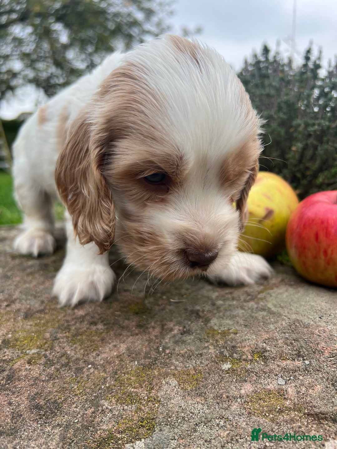 Cocker Spaniel dogs for sale: 🐾Gorgeous Cocker Spaniel Puppies 🐶🐾 - Image 31