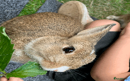 Netherland Dwarf rabbits for sale: Bonded pair of Netherlands Dwarfs - Image 8