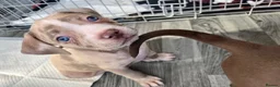Mixed Breed dogs for sale: 3 gorgeous girls in Preston - Advert 4