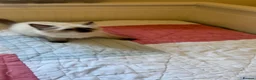 Ragdoll cats for sale: Adorable ragdoll kittens ready to go home  - Advert 12
