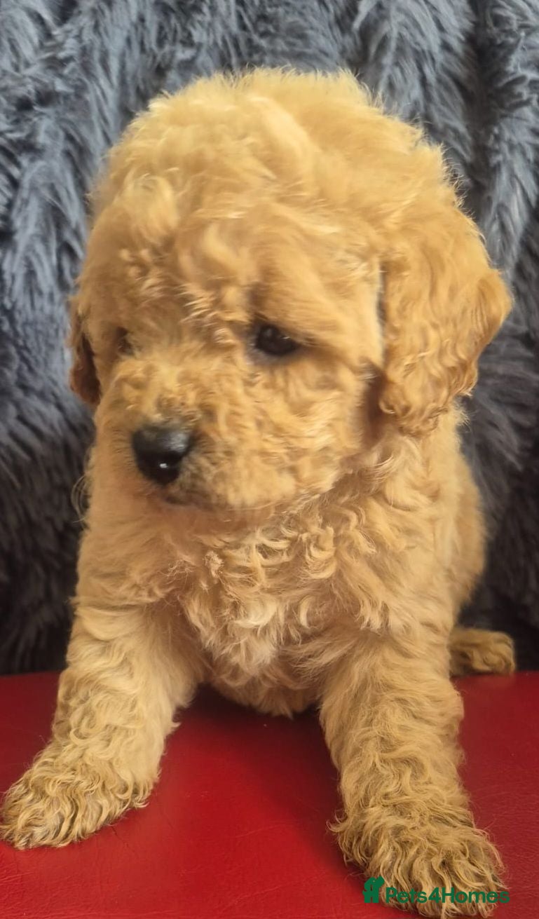 Toy Poodle dogs Toy poodle 🐩 kc registered mum and dad  - Advert 1