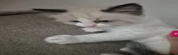 Ragdoll cats for sale: Sky kittens 😸 ♥️  - Advert 20