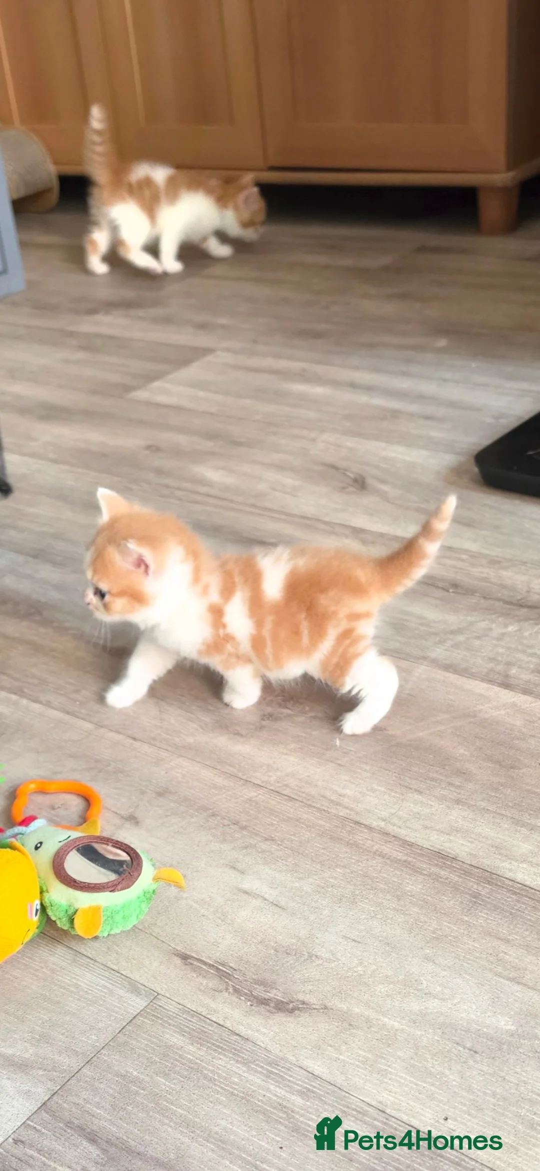British Shorthair cats for sale: British shorthair kittens - Advert 2