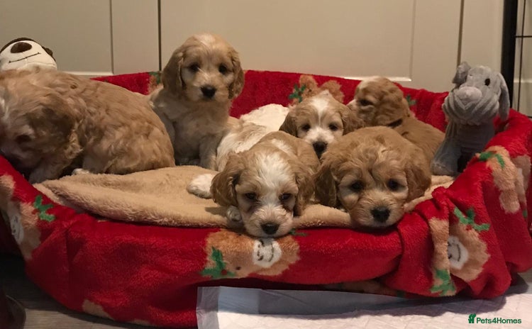 Cockapoo dogs BEAUTIFUL HEALTH CLEAR F1 COCKAPOOS - Advert 6