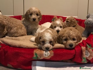 Cockapoo dogs BEAUTIFUL HEALTH CLEAR F1 COCKAPOOS - Advert 14