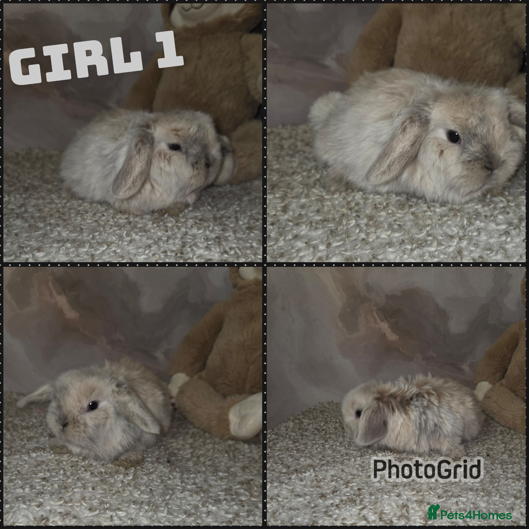 Mini Lop rabbits PURE MINI LOP BUNNIES ( All COLOURS) - Advert 6