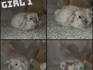 Mini Lop rabbits PURE MINI LOP BUNNIES ( All COLOURS) - Advert 6