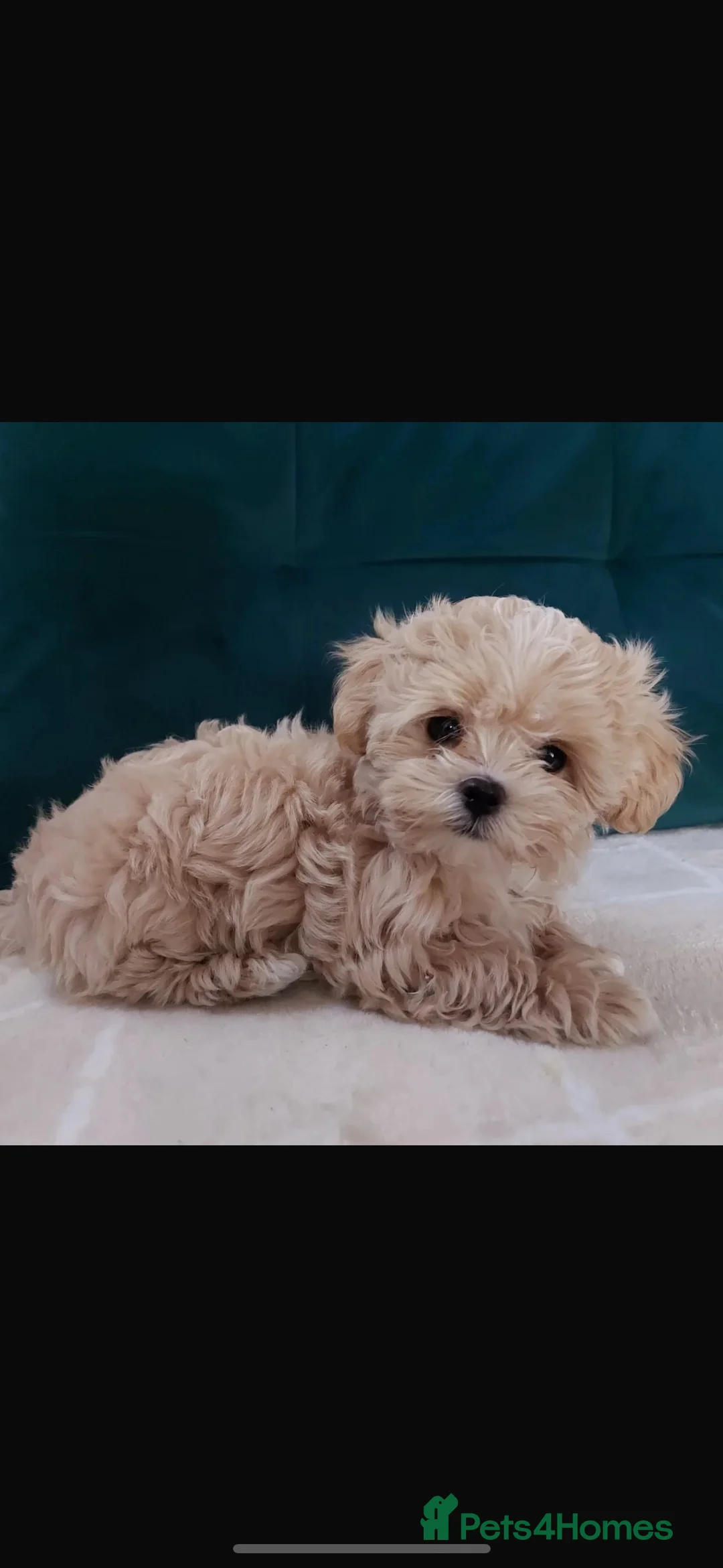 Toy Poodle dogs for stud:  **  Asian KC Toy Poodle for Stud DNA tested in Rickmansworth - Advert 33