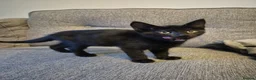 Mixed Breed cats for sale: 7 kittens, half Maine Coon - Advert 5
