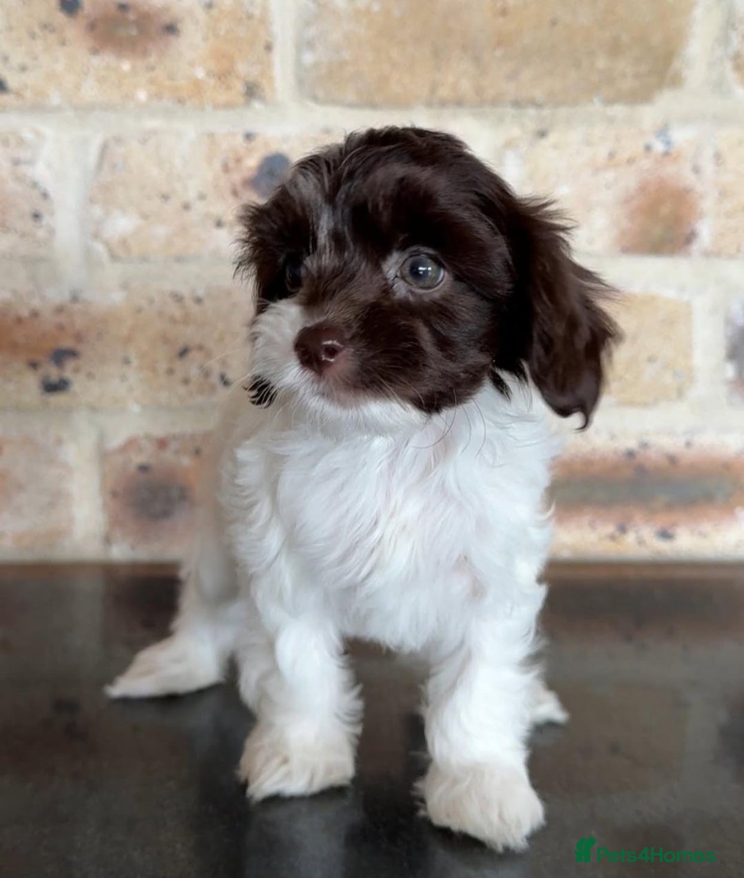 Cavapoo dogs for sale: Beautiful purebred Cavapoo Puppies - Image 22