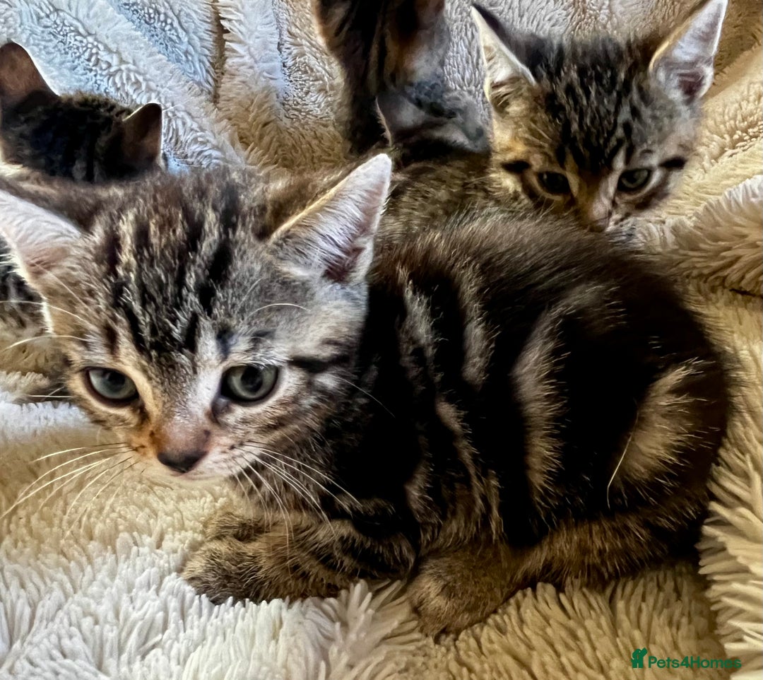 Bengal cats for sale: Sweetest Little Bengal X 9wks old in Dorking - Image 7