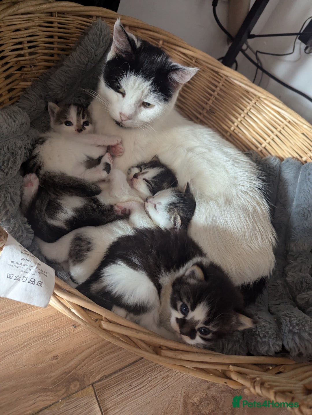 Maine Coon cats for sale: Maine coone cross  - Image 9