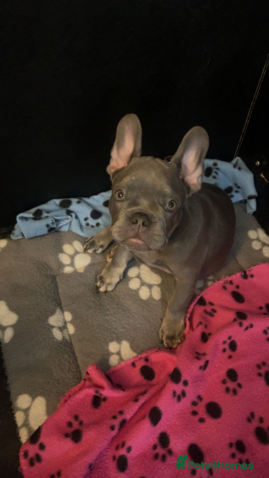 French Bulldog dogs for sale: Reduced Fench bulldogs open to closet offer - Image 23