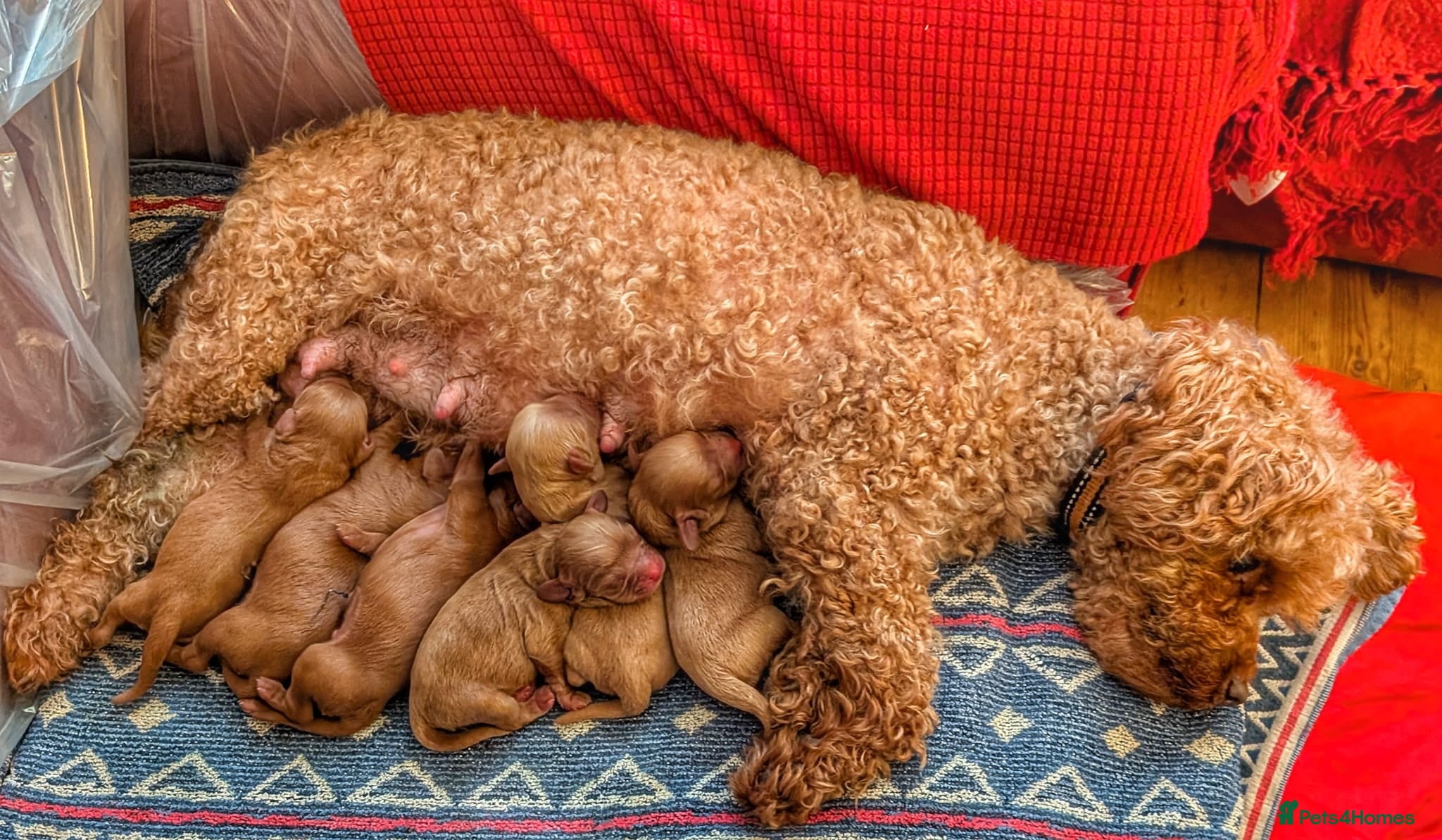 Cavapoo dogs Gorgeous, rare 'Splash' Cavapoo puppies - Advert 2