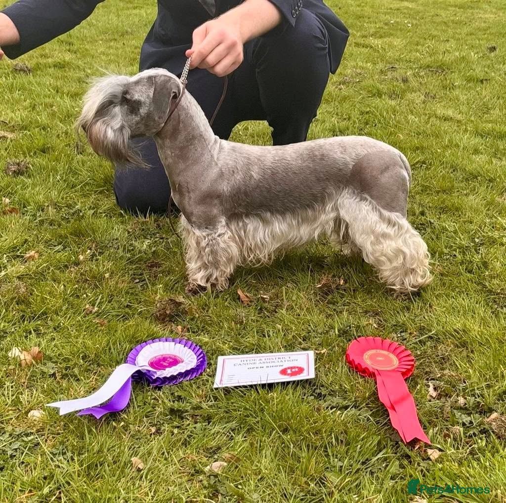 Cesky Terrier dogs KC Registered Cesky Terrier For Sale - Advert 2