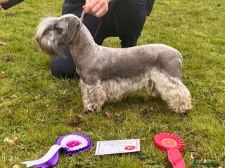 Cesky Terrier dogs KC Registered Cesky Terrier For Sale - Advert 2