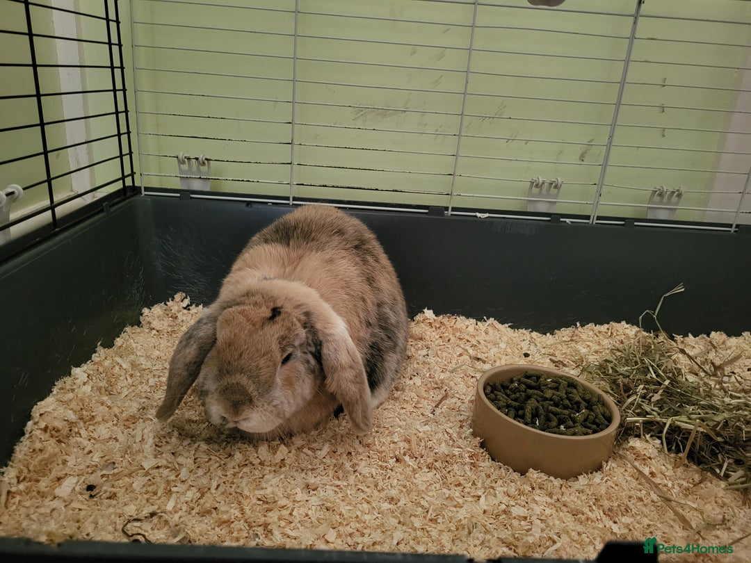 English rabbits for sale: Fluffy  - Advert 1