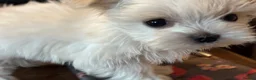 Maltese dogs for sale: Kennel Club registered pretty Maltese puppies in Chelmsford - Advert 2