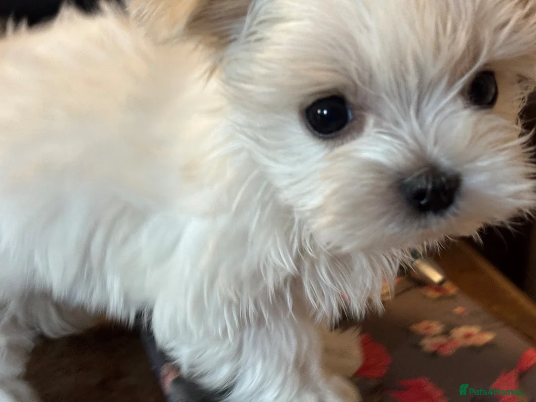 Maltese dogs for sale: Kennel Club registered pretty Maltese puppies in Chelmsford - Advert 2