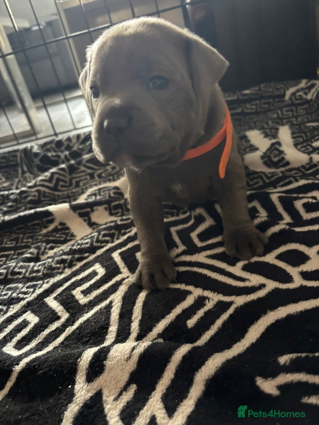 Staffordshire Bull Terrier dogs for sale: Two male four female - Advert 20